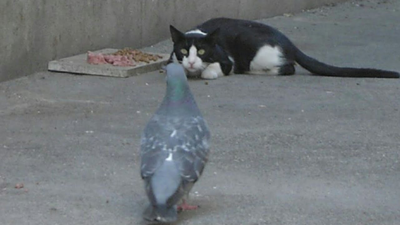 Будьте как змеи и голуби. Кот и голубь. Кот охотится на голубя. Кошка охотится на голубей.